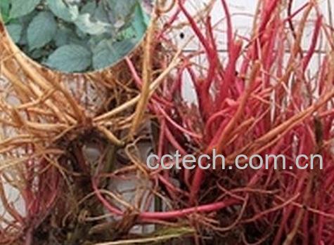 红草根的作用与功效-0