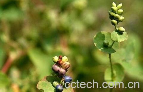 扛板归的营养价值-0