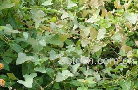 扛板归的营养价值-1