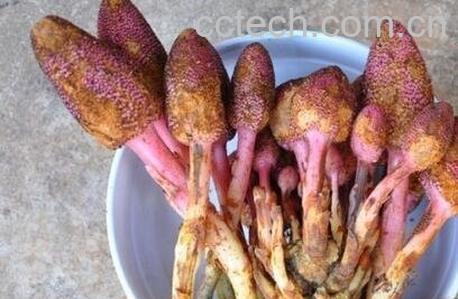 鹿心草的功效与作用-0