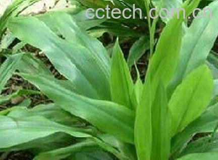 开口箭的副作用和使用禁忌-0