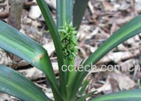 开口箭的副作用和使用禁忌-1