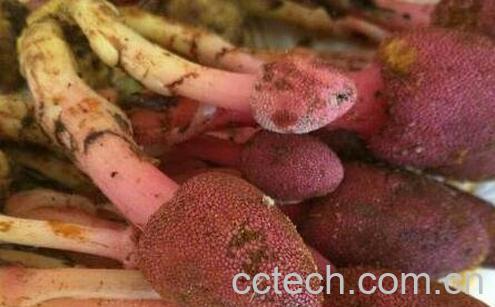 鹿心草的副作用与使用禁忌-0