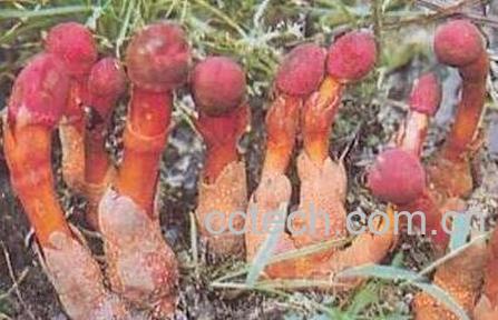 鹿心草的副作用与使用禁忌-1