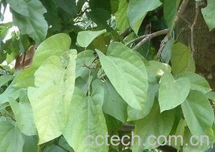 内郎伞的功效与作用-0