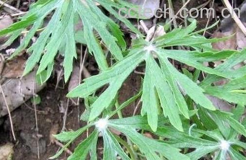 内郎伞的功效与作用-1