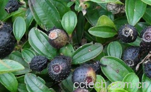 地果可以吃吗 地果怎么吃-0