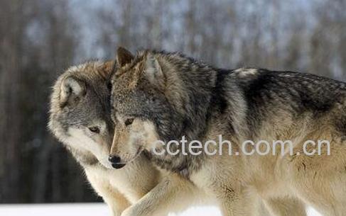 狼油的功效与作用-1