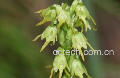 角盘兰的药用价值-0