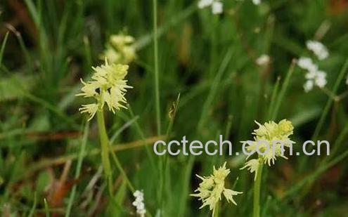 角盘兰的药用价值-1