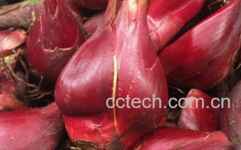 小红葱头草的功效与作用-1