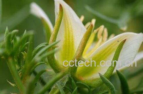 骆驼蓬子的药用价值-0