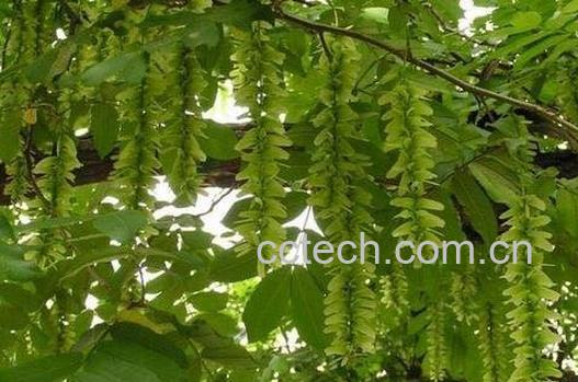 枫杨叶的作用与药用价值-1