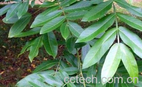 枫杨叶的作用与药用价值-0