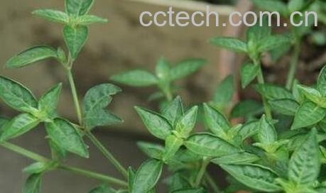 六角英的功效与作用 六角英的药用价值-0