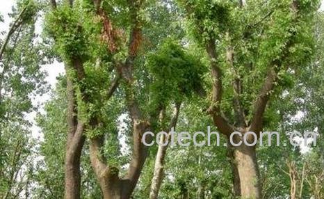 皂角树皮的作用与功效-0