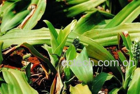 开口箭的功效与作用-1