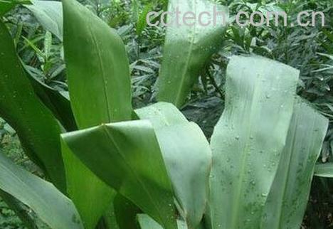 开口箭的功效与作用-0