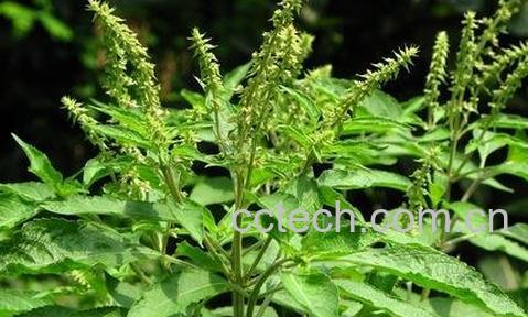 丁香罗勒的副作用和使用禁忌-0