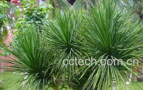 龙血树叶的副作用和使用禁忌-0