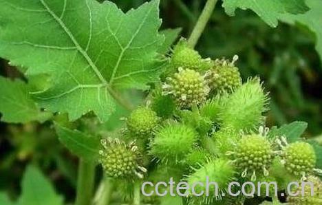 痴头婆的功效与药用价值-0