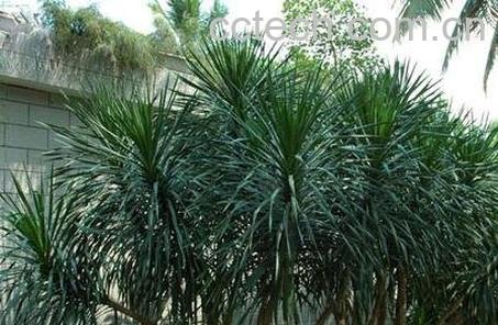 龙血树叶的副作用和使用禁忌-1