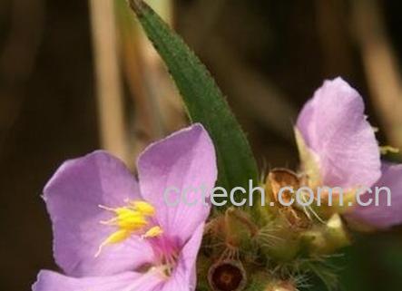 金石榴草的功效与作用及常见用法-0