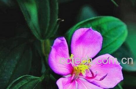 金石榴草的功效与作用及常见用法-1