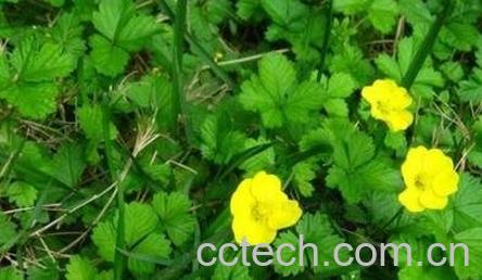 五皮风的副作用和使用禁忌-0