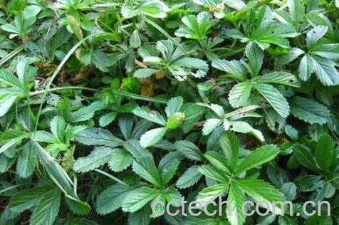 五皮风的副作用和使用禁忌-1