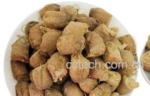 桑螵蛸泡酒功效与作用-1