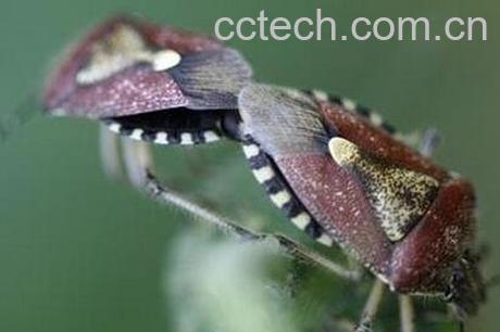 打屁虫泡酒有什么好处-0