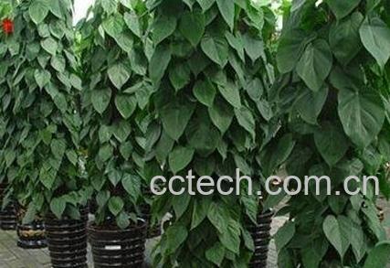 心叶藤的作用与药用价值-0