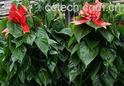 心叶藤的作用与药用价值-1