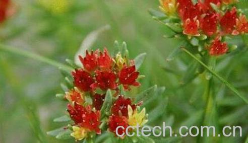 中药红经天的药用功效-0