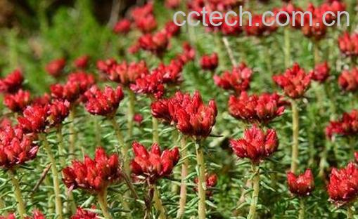 中药红经天的药用功效-1