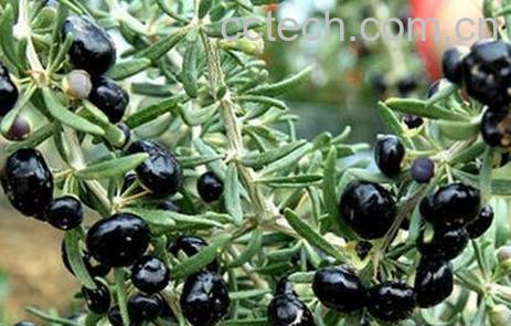 兰枸杞的药用价值-0