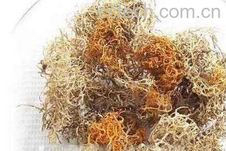 藏红雪草的功效与作用-0