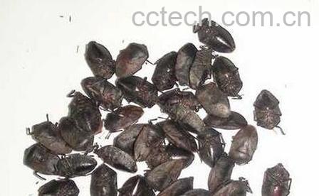 九香虫的功效与作用-0