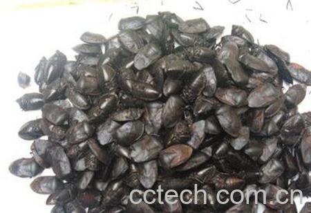 九香虫泡酒有气味吗-1