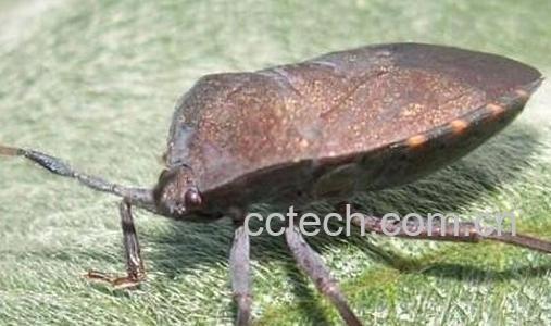 九香虫的功效与作用-1