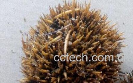 中药刺猬皮的功效与作用-0