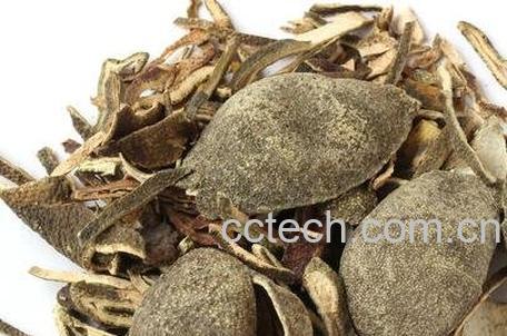 中药醋青皮的功效与作用及禁忌-0