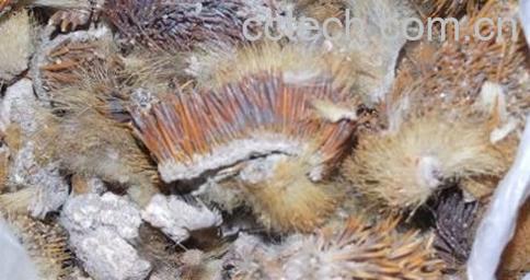 刺猬皮-1