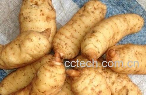 猪苓草的作用和功效-0