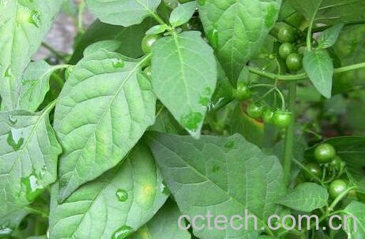 干龙葵与鲜龙葵的药用价值有什么不同-0