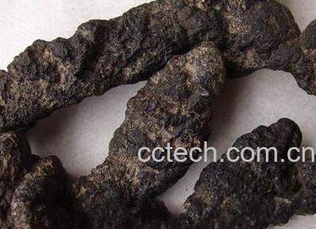 猪苓草的作用和功效-1