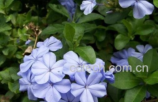 银花草药材有什么功效-1