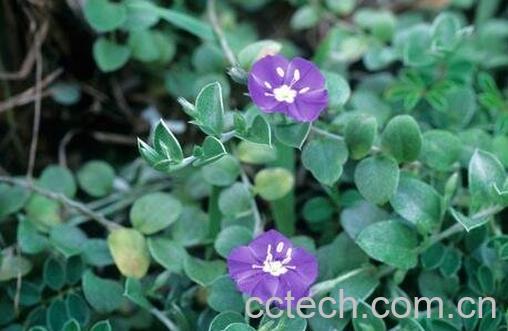 银花草药材有什么功效-0