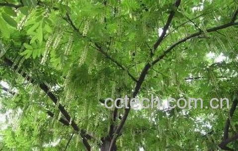 枫杨树根的药用功效-1